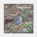 Search for hermit thrush Catharus guttatus