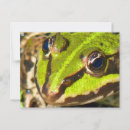 Search for common frog postcards Nature