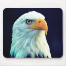 Search for eagle feather electronics Nature