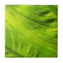 Search for taro Leaf