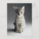 Search for tabby postcards Kitten