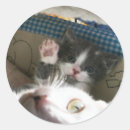 Search for cat rescue stickers Cute