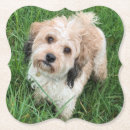 Search for funny dog coasters Cute dogs