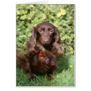 Search for miniature long haired dachshunds postcards Sitting