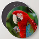 Search for macaws badges Nature