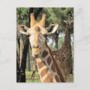 Search for giraffe looking postcards Animal