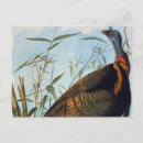 Search for audubon postcards John james audubon