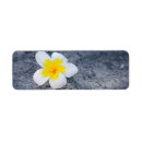 Search for frangipani flowers return address labels Island