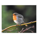 Search for rubecula Nature