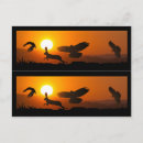Search for harry postcards Sunset