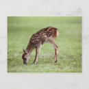 Search for nara postcards Deer