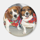 Search for shelters magnets Dog
