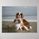 Search for cavalier king charles spaniel art Puppy