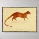 Search for mongoose posters Animal