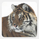 Search for hunting tiger stickers Vertical