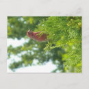 Search for finches postcards Photography