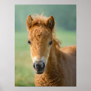 Search for horse heads posters Cute