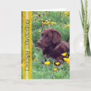 Search for handsome cards Retriever
