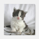 Search for coon magnets Kitten
