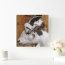 Search for goat clocks Photography