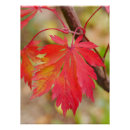 Search for japanese maple art Leaf