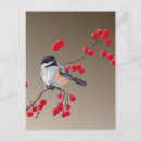Search for chickadee postcards Wildlife