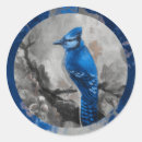 Search for bluejay Nature