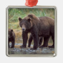 Search for grizzly bear christmas tree decorations Carnivore