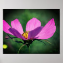 Search for cosmo posters Flower