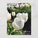 Search for dewdrops postcards White
