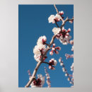 Search for apricot photography Flowers