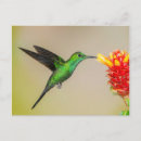 Search for brilliant postcards Flower