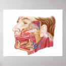 Search for gland posters Physiology