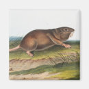 Search for mole magnets Wildlife