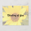 Search for yellow daisy postcards Nature