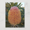 Search for australian flower postcards Green