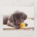 Search for chew postcards Puppy