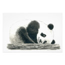 Search for cute bear illustration posters Wildlife