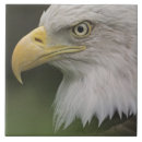 Search for blur tiles Animal