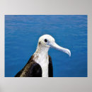 Search for frigatebird Galapagos