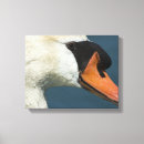 Search for swan photography Waterfowl