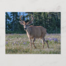 Search for black tailed postcards Olympic national park