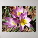 Search for spring crocus art Nature