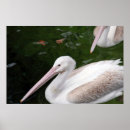 Search for foul posters Animals