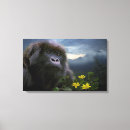 Search for endangered art Gorillas