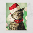 Search for tabby christmas cards Focus on foreground