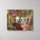 Search for kinglets Golden crowned kinglet