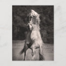 Search for stallions postcards Photography