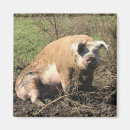 Search for hogs photography Pig