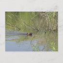 Search for post your beaver Wild